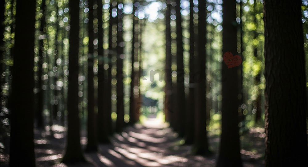 フリー素材 無料 写真｜SDGsに合う奥行きのある森背景 明るいスペースで文字入れしやすい
