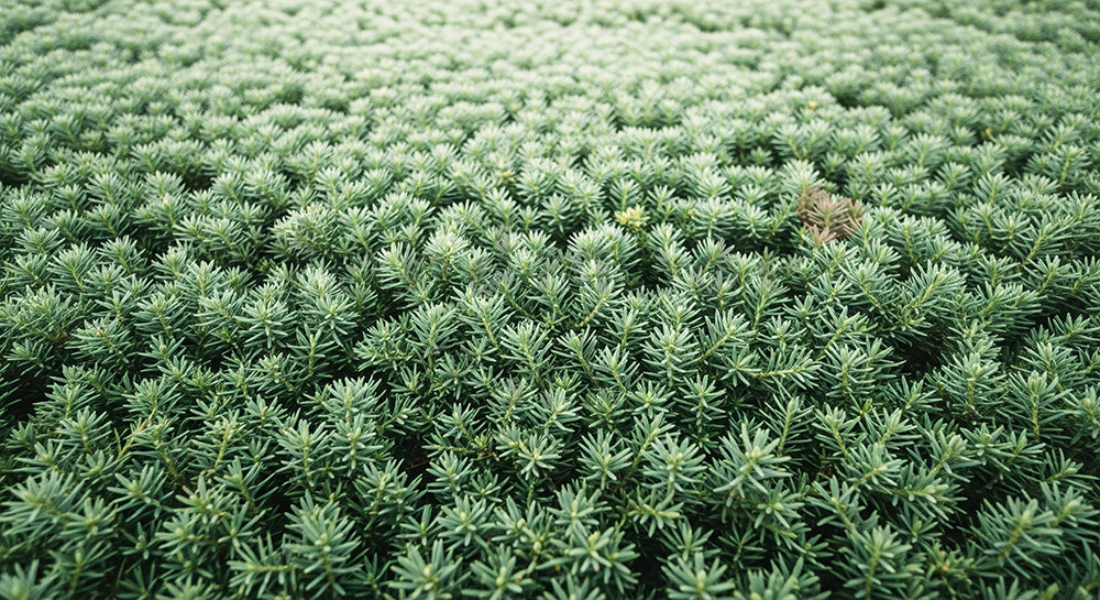 フリー素材 無料 写真｜SDGs向け常緑樹の柔らかな葉バックグラウンド 空きスペース多めで文字入れ