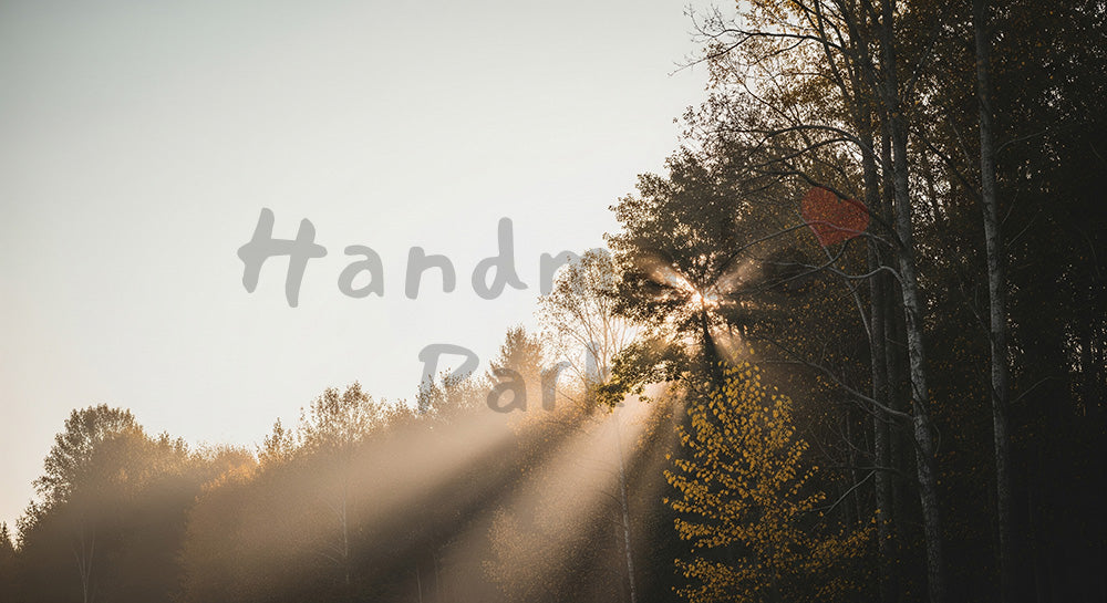 フリー素材 無料 写真｜SDGsに合う夕方の森と空の背景 暖かいトーンで文字入れ余白