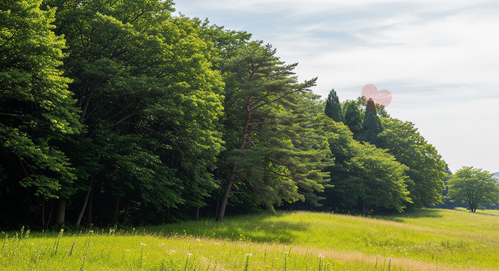 フリー素材 無料 写真｜SDGsの里山保全を想起する森と草地の境界バックグラウンド 空の空きスペース