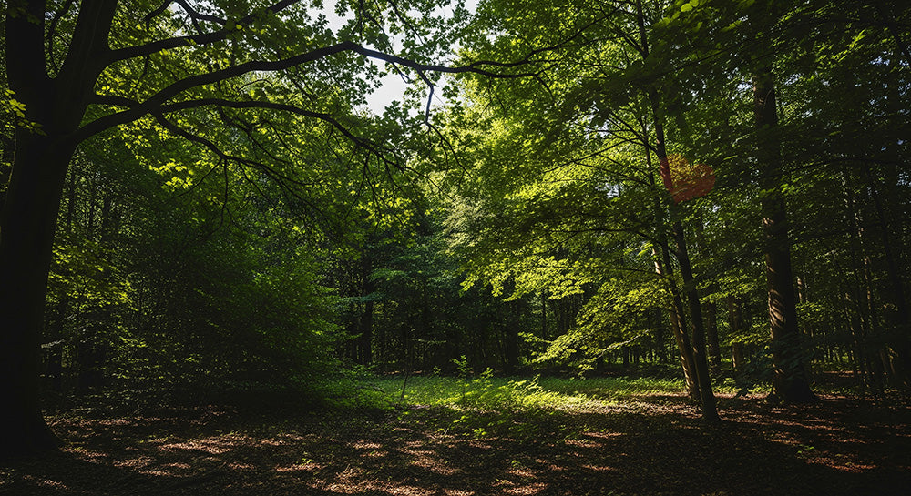 フリー素材 無料 写真｜SDGsに合う木洩れ日の光スポット背景 フラットな明るさで文字入れ