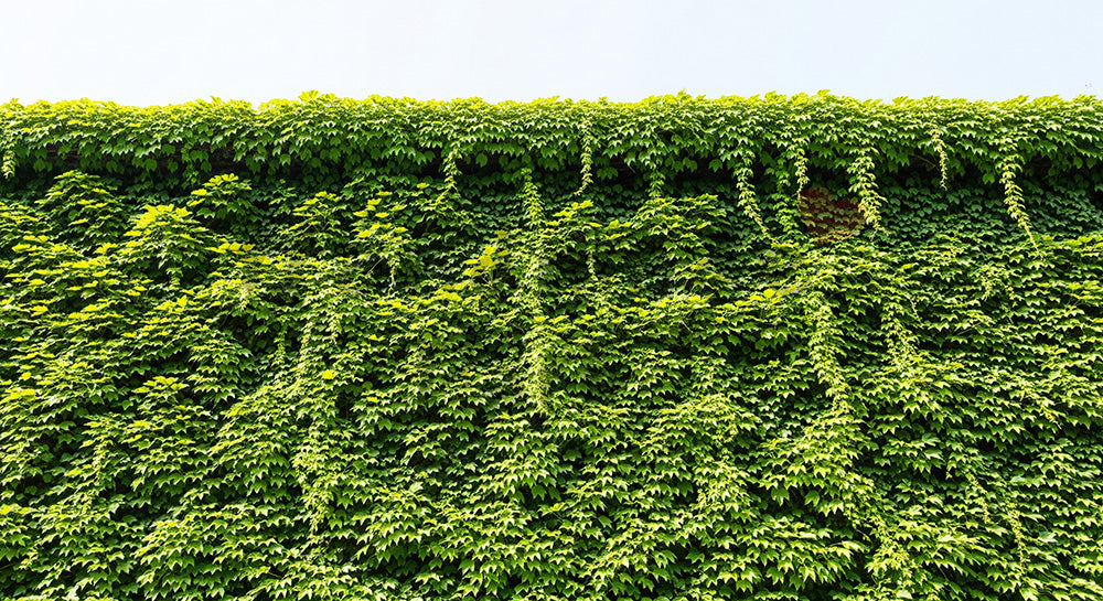 フリー素材 無料 写真｜SDGsの都市緑化を想起するツタ植物のバックグラウンド 明るい空きスペースで文字入れ