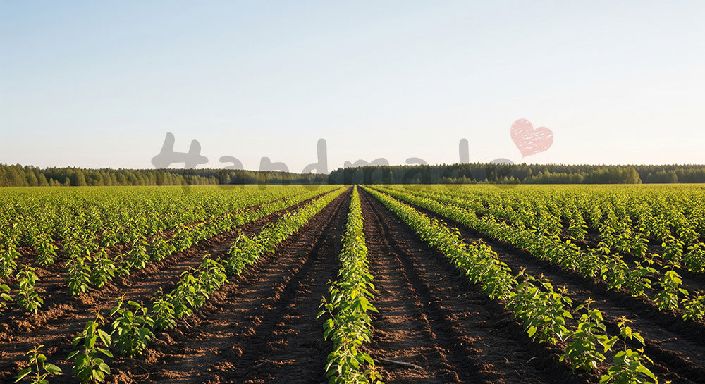 フリー素材 無料 写真｜SDGsの植林を想起する若木が並ぶ森バックグラウンド 空抜け空きスペースで文字入れ