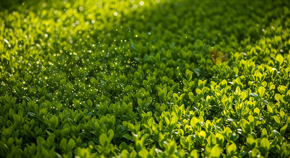フリー素材 無料 写真｜春の若葉と木漏れ日光粒が散る背景、左上に余白