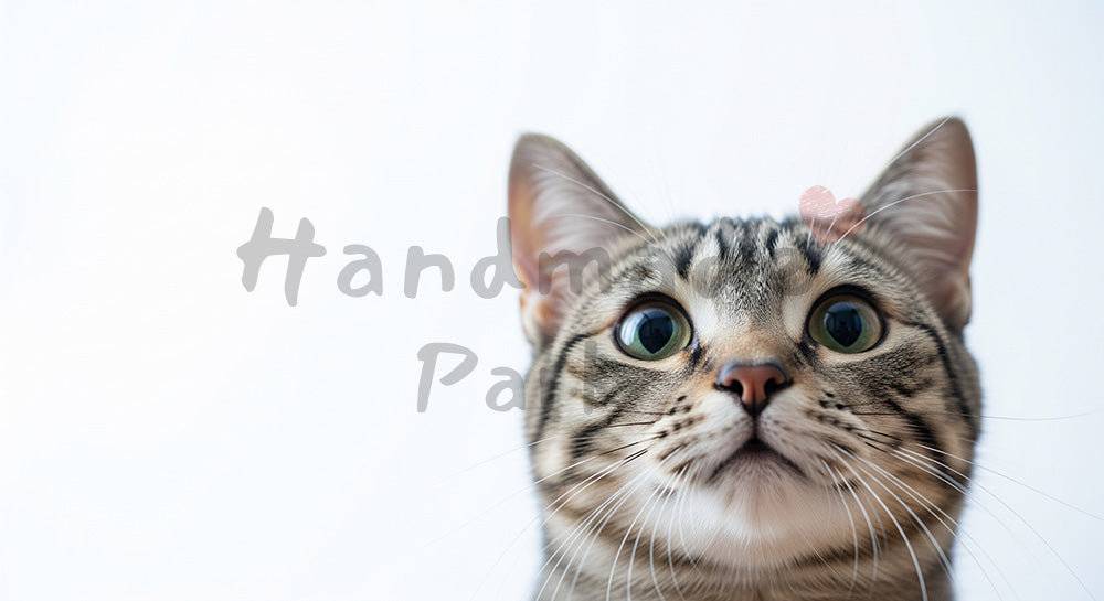 フリー素材 無料 写真｜見上げる猫｜サービス紹介ページに使える ロゴ・文字なし