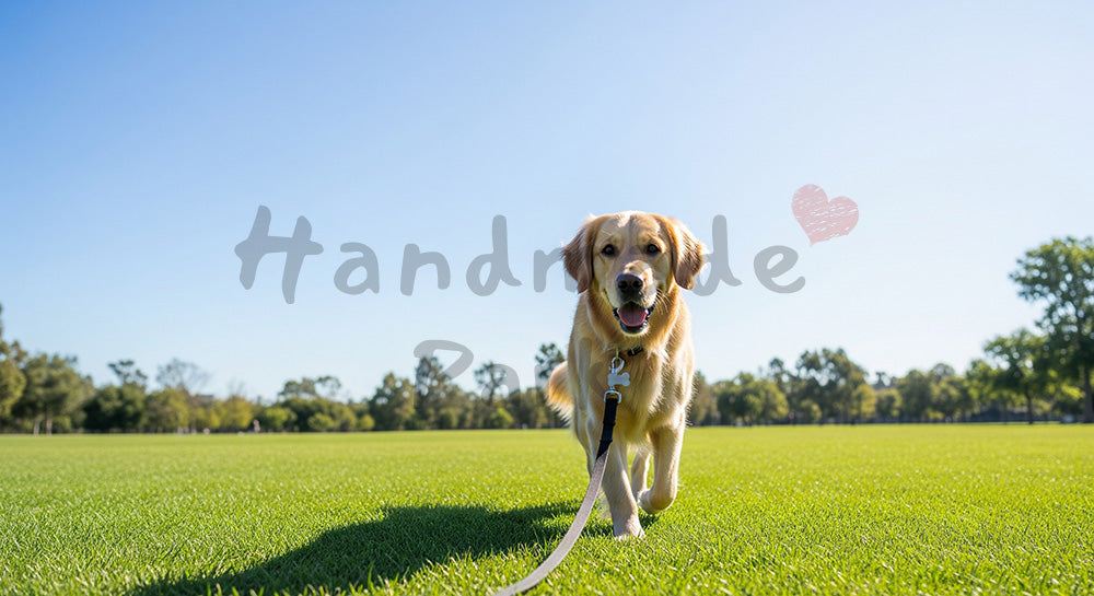 フリー素材 無料 写真｜散歩シーンがある公園で散歩する犬と飼い主の足元 青空と芝生で余白がある横長写真｜資料スライドの背景に便利