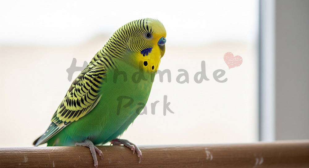 フリー素材 無料 写真｜セキセイインコの暮らし写真｜ブログのアイキャッチ向き ロゴ・文字なし