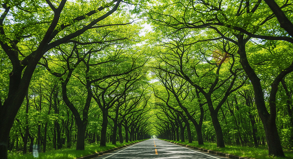 フリー素材 無料 写真｜GWドライブ 新緑トンネルの車窓 余白｜文字入れしやすい余白あり