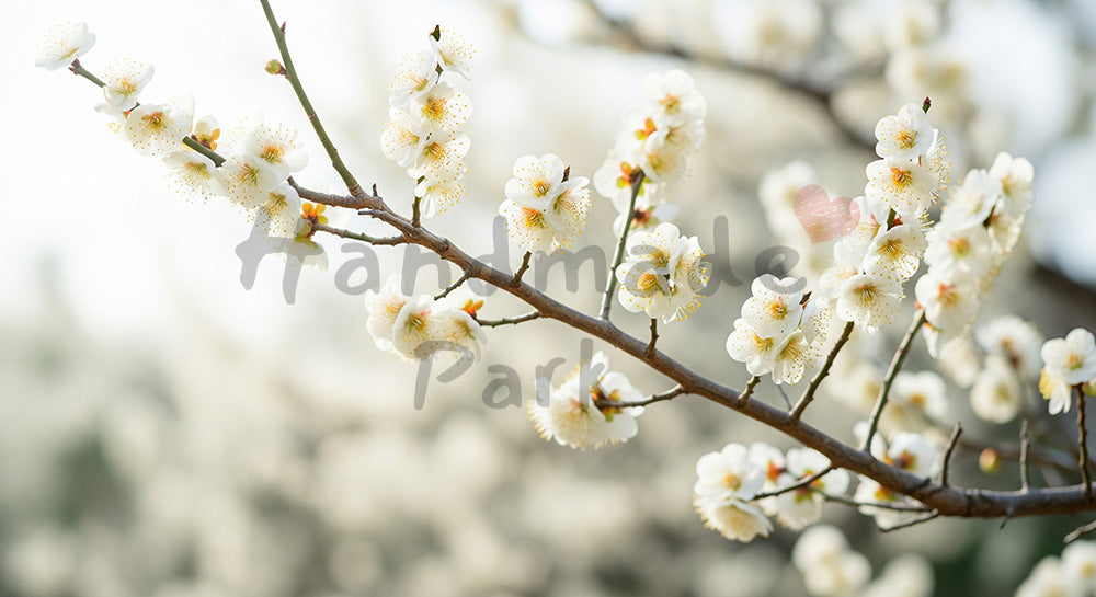 フリー素材 無料 写真｜白梅の花早春の和の余白背景｜商品ページに使えるナチュラルな画像