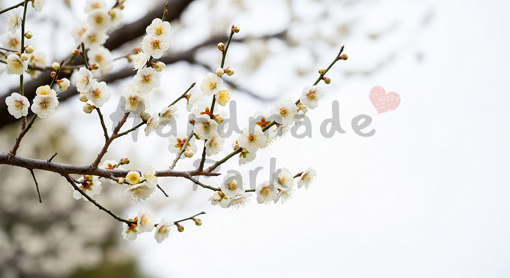 フリー素材 無料 写真｜白梅の花早春の和の余白背景｜告知バナーに使えるナチュラルな画像
