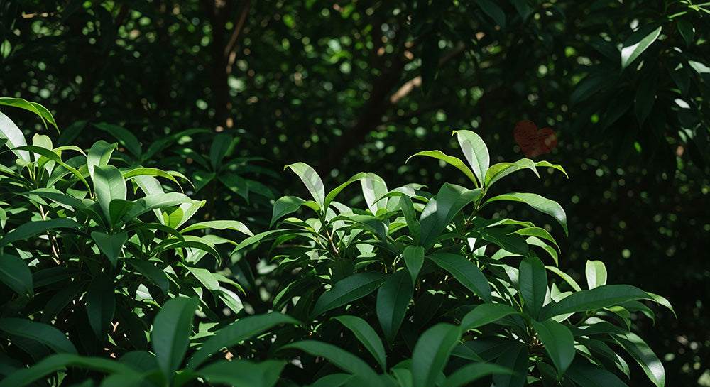 フリー素材 無料 写真｜庭木の常緑感きれいな葉の余白背景｜作品紹介に使えるナチュラルな画像