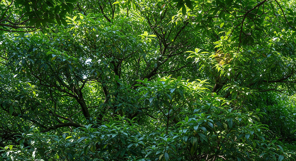 フリー素材 無料 写真｜庭木の常緑感きれいな葉の余白背景｜商品ページに使えるナチュラルな画像