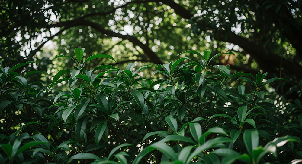 フリー素材 無料 写真｜庭木の常緑感きれいな葉の余白背景｜SNS投稿に使えるナチュラルな画像