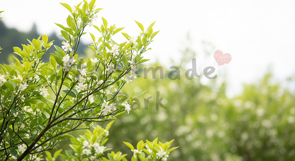 フリー素材 無料 写真｜ユズの木春の小花と余白背景｜商品ページに使えるナチュラルな画像