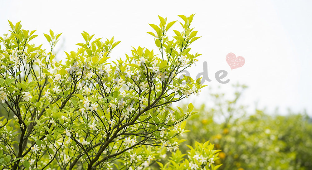 フリー素材 無料 写真｜ユズの木春の小花と余白背景｜SNS投稿に使えるナチュラルな画像