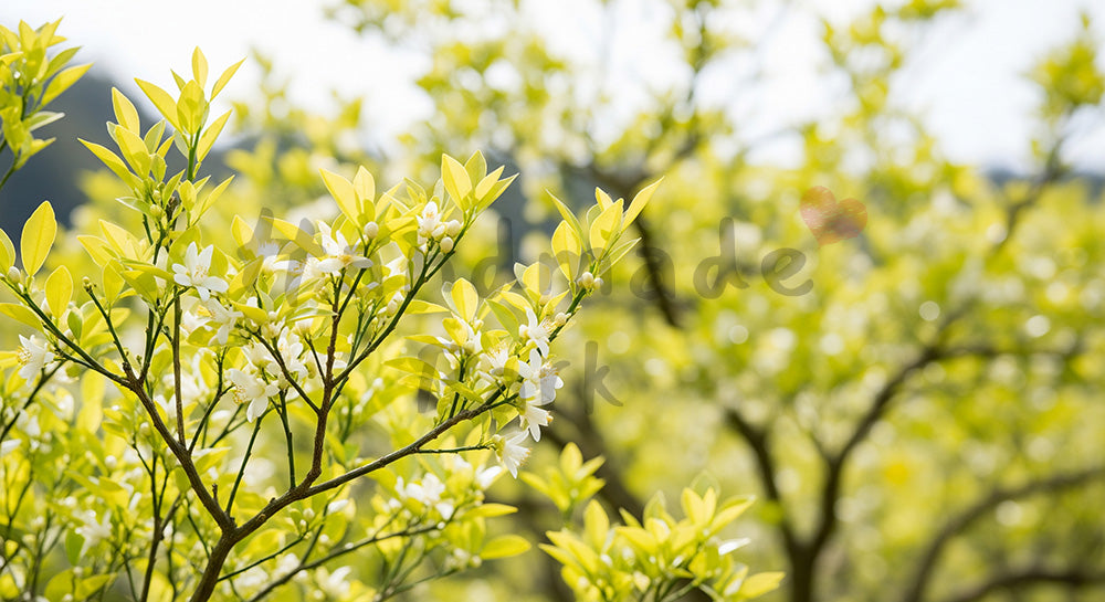 フリー素材 無料 写真｜ユズの木春の小花と余白背景｜告知バナーに使えるナチュラルな画像
