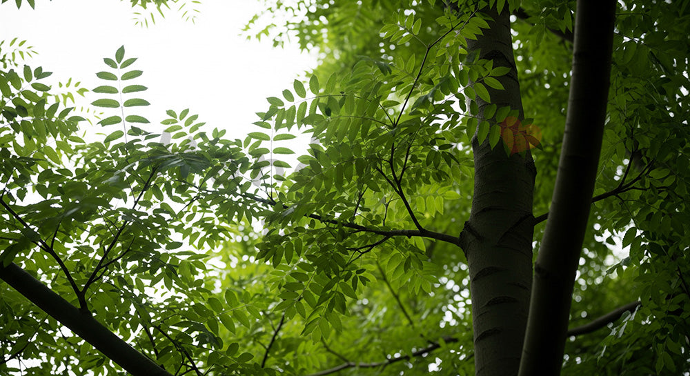 フリー素材 無料 写真｜ケヤキの樹冠と空文字入れしやすい余白｜作品紹介に使えるナチュラルな画像