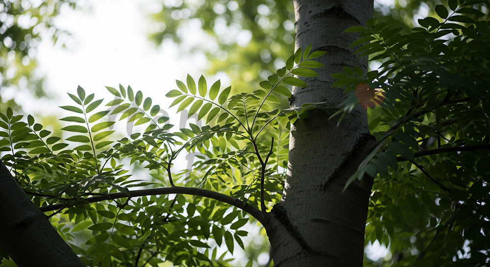フリー素材 無料 写真|ケヤキの樹冠と空文字入れしやすい余白|告知バナーに使えるナチュラルな画像