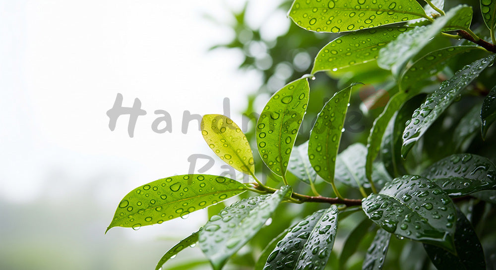 フリー素材 無料 写真｜雨上がりの常緑樹水滴と余白｜SNS投稿に使えるナチュラルな画像