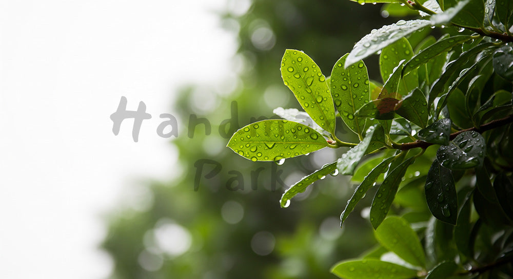 フリー素材 無料 写真｜雨上がりの常緑樹水滴と余白｜告知バナーに使えるナチュラルな画像