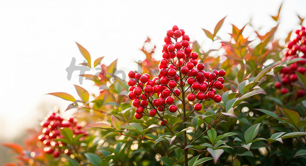フリー素材 無料 写真｜ナンテンの赤い実冬の和小物背景余白｜商品ページに使えるナチュラルな画像