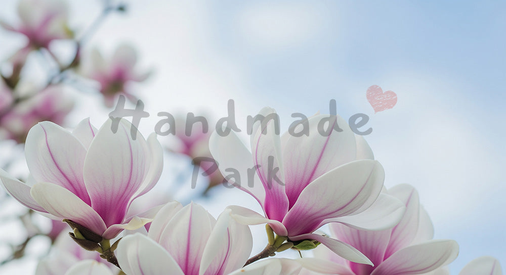 フリー素材 無料 写真｜モクレンの花春の上品アイキャッチ余白｜商品ページに使えるナチュラルな画像