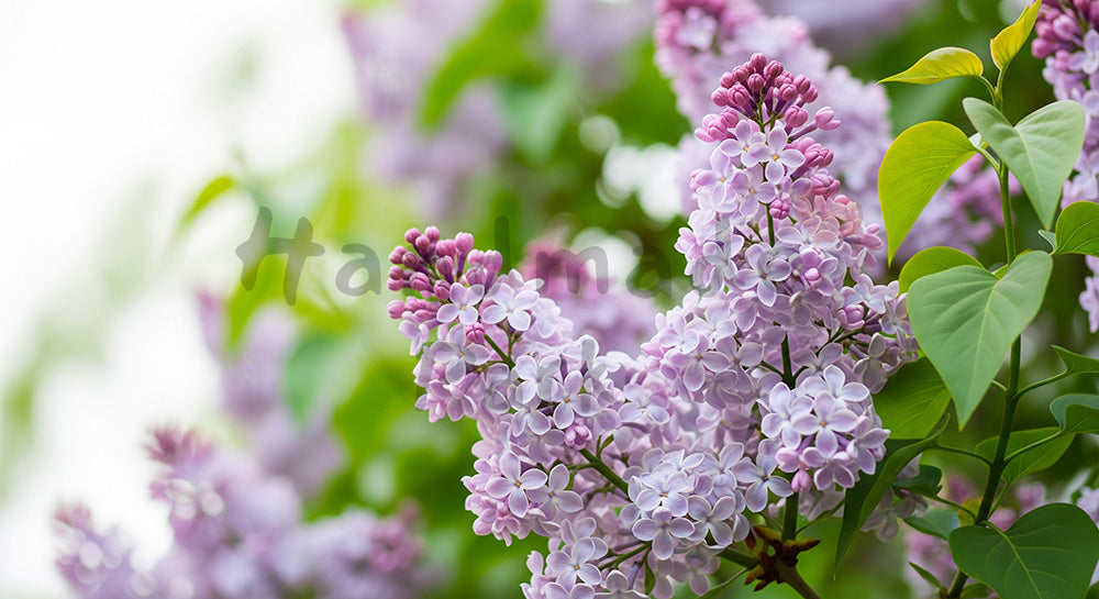 フリー素材 無料 写真｜ライラックの花淡い紫と余白｜告知バナーに使えるナチュラルな画像