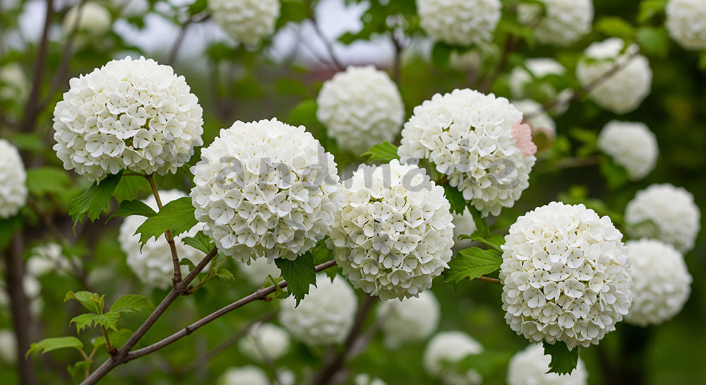 フリー素材 無料 写真｜オオデマリの白花ふんわり余白背景｜商品ページに使えるナチュラルな画像