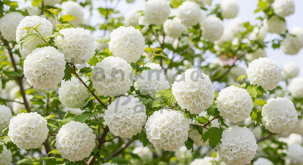 フリー素材 無料 写真｜オオデマリの白花ふんわり余白背景｜告知バナーに使えるナチュラルな画像