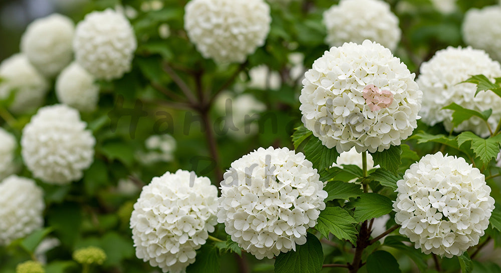 フリー素材 無料 写真｜オオデマリの白花ふんわり余白背景｜ショップ特集に使えるナチュラルな画像
