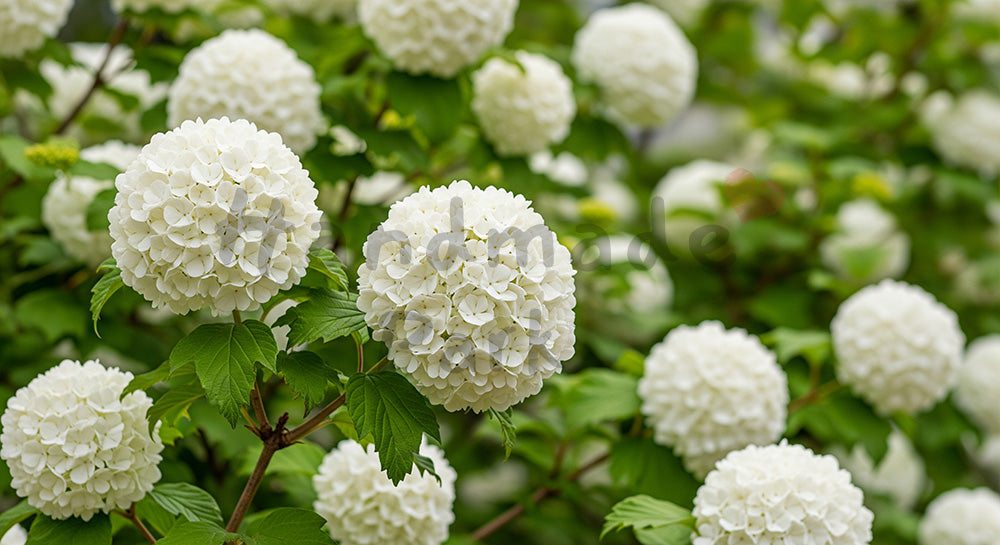 フリー素材 無料 写真｜オオデマリの白花ふんわり余白背景｜サムネ画像に使えるナチュラルな画像