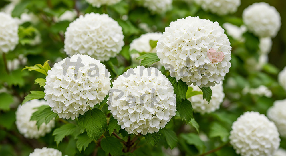 フリー素材 無料 写真｜オオデマリの白花ふんわり余白背景｜ブランド画像に使えるナチュラルな画像