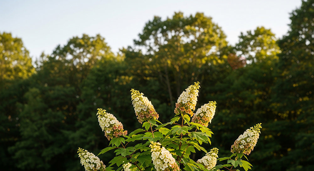フリー素材 無料 写真｜初夏の庭木立とやさしい花の余白背景｜ショップ特集に使えるナチュラルな画像