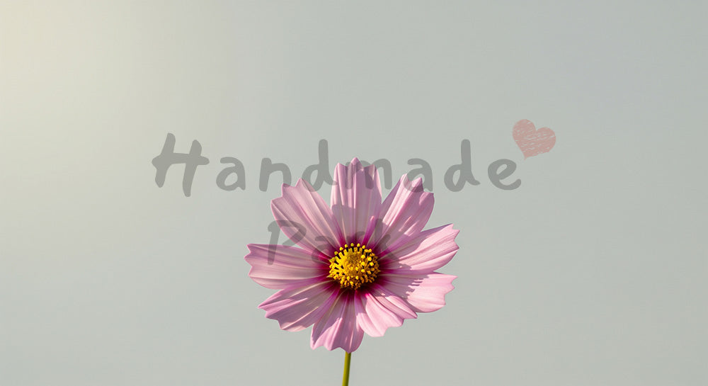 フリー素材 無料 写真｜コスモスの一輪秋の軽やかさ｜告知バナーに使えるナチュラルな画像