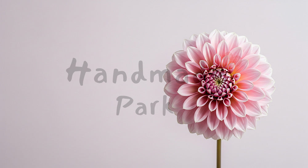 フリー素材 無料 写真｜ダリアの一輪幾何学的な花弁｜告知バナーに使えるナチュラルな画像