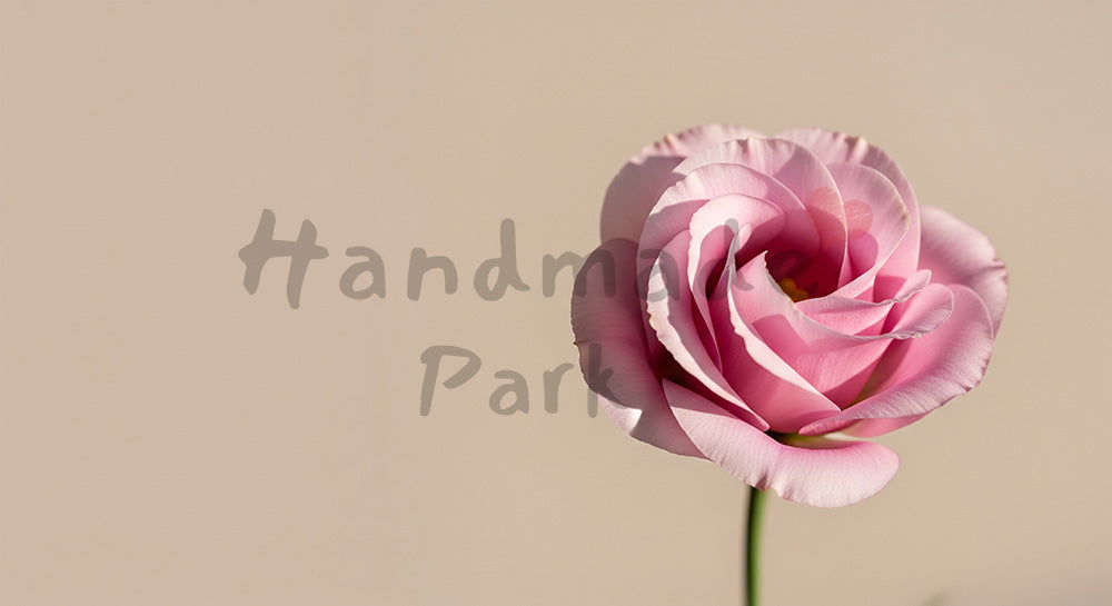 フリー素材 無料 写真｜トルコキキョウの一輪ナチュラル上品｜作品紹介に使えるナチュラルな画像