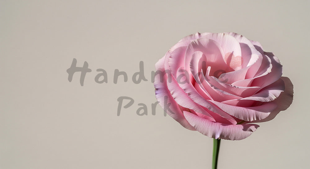 フリー素材 無料 写真｜トルコキキョウの一輪ナチュラル上品｜告知バナーに使えるナチュラルな画像