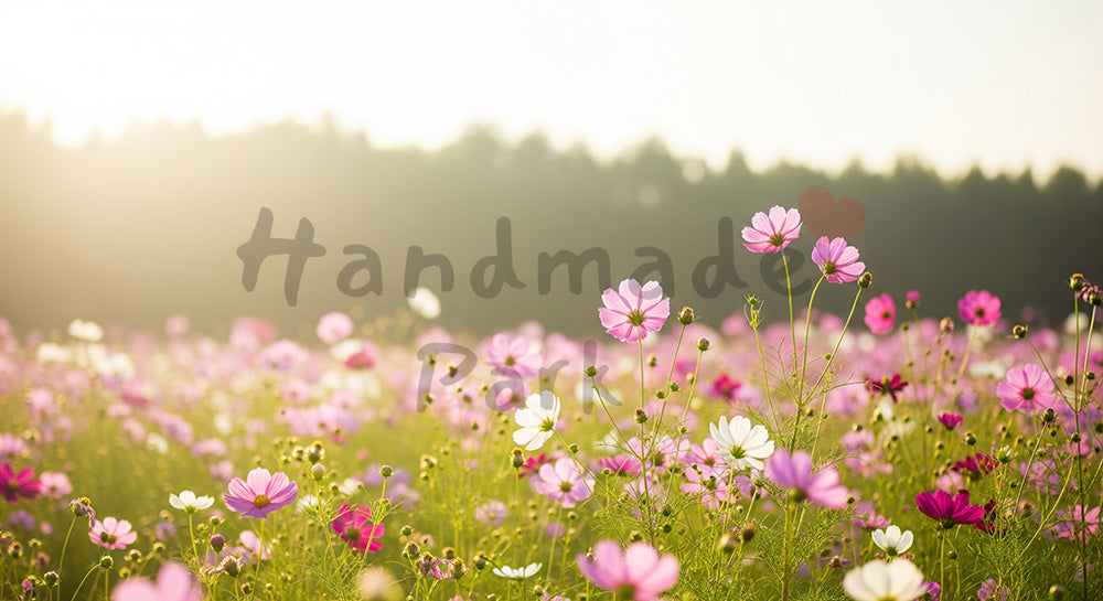 フリー素材 無料 写真｜秋のコスモス草原柔らかな日差しと余白｜商品ページに使えるナチュラルな画像