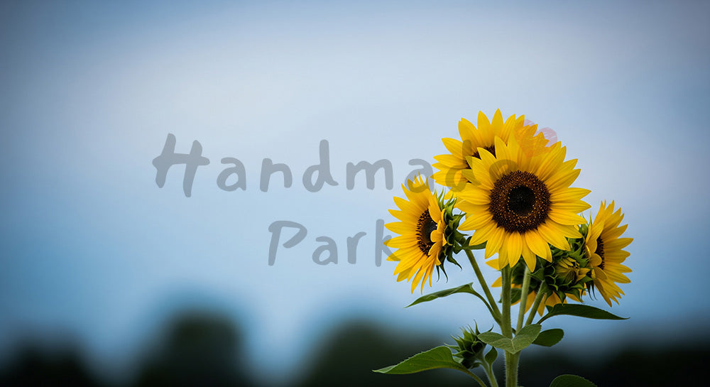 フリー素材 無料 写真｜柔らかい光のひまわり群生明るい余白｜商品ページに使えるナチュラルな画像