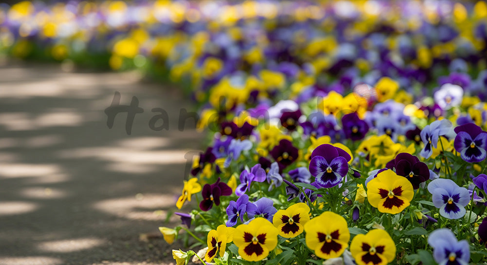 フリー素材 無料 写真｜木漏れ日のパンジー花壇斜め構図と余白｜告知バナーに使えるナチュラルな画像