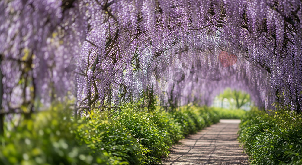 フリー素材 無料 写真|木漏れ日の藤小径垂れる花房と余白|商品ページに使えるナチュラルな画像