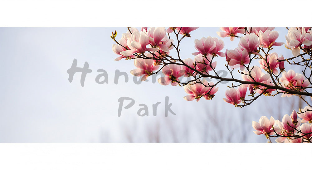 フリー素材 無料 写真|朝光のモクレンと淡い空大きな余白|告知バナーに使えるナチュラルな画像