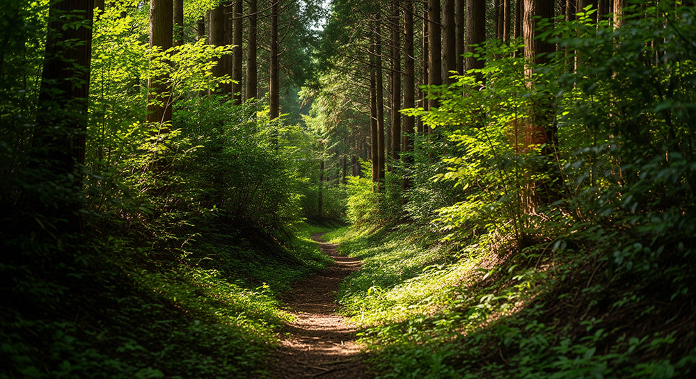 フリー素材 無料 写真｜日本のヒノキ林の森の道 柔らかな光と整った構図で資料やWebに使いやすい横長風景｜資料・LPの背景に使いやすい