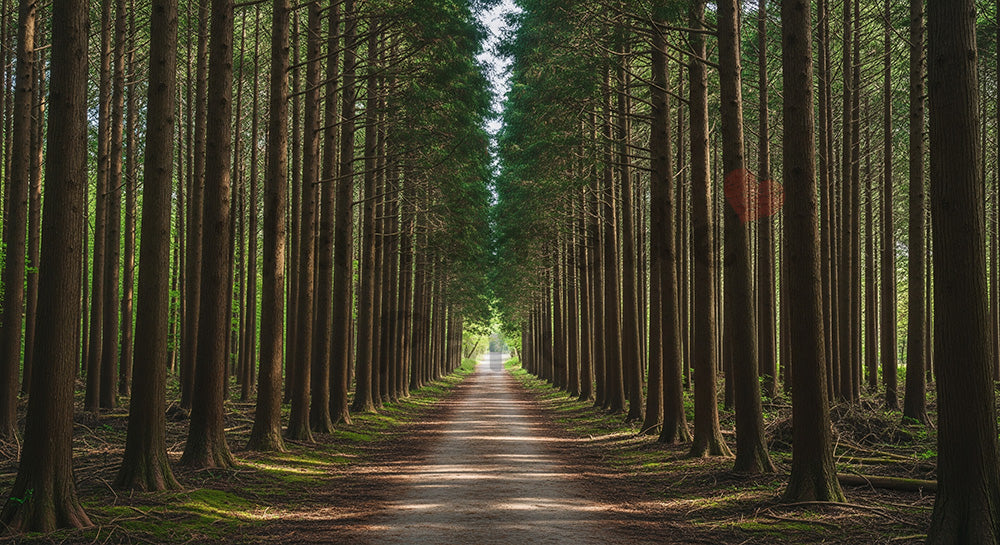 フリー素材 無料 写真|日本の混交林 木立の間から差す光と奥行きが美しいデザイン向け森林素材|スライド背景として使える