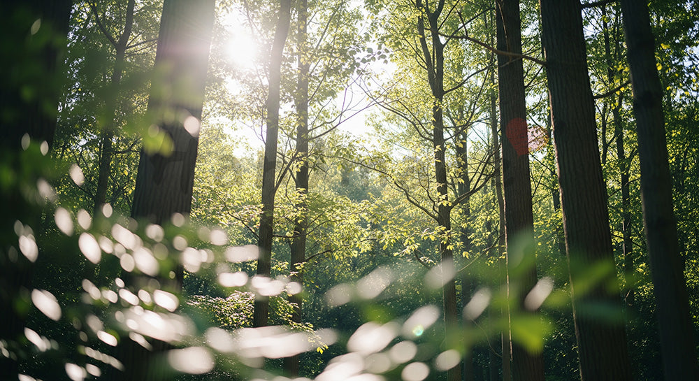フリー素材 無料 写真｜日本の森の入口へ続く小径 緑に包まれた静かな道が印象的な背景素材｜スライド背景として使える