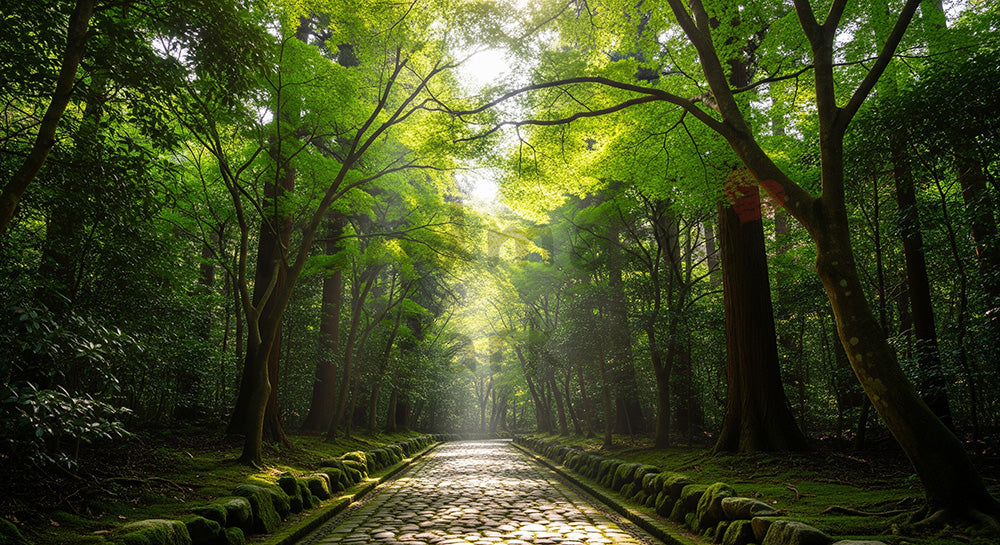 フリー素材 無料 写真｜日本の森の石畳風遊歩道 木漏れ日と整った道が美しい資料背景向け風景｜文字入れしやすい自然背景