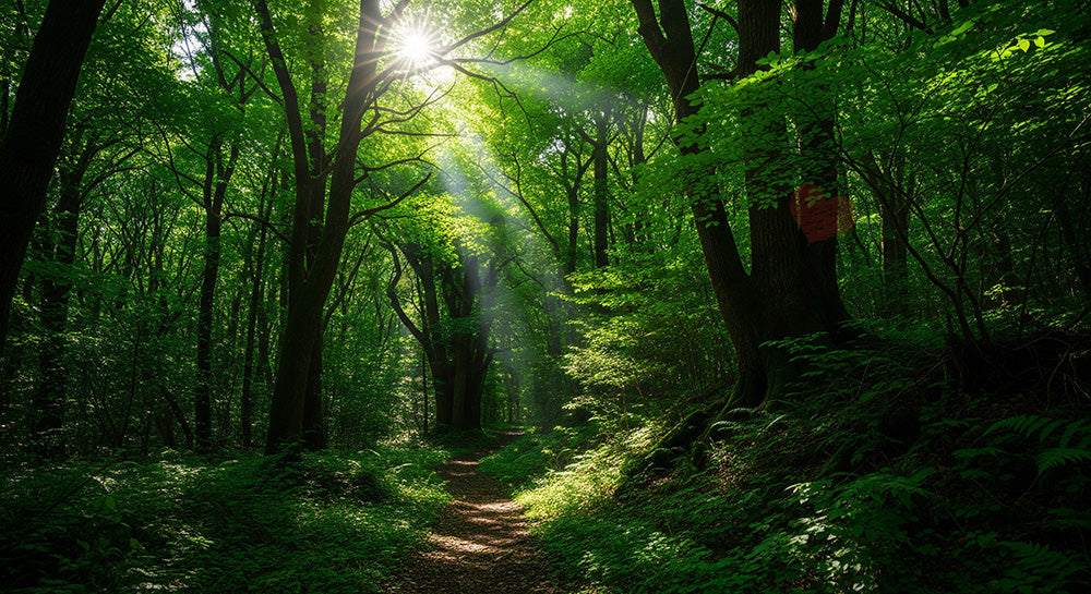フリー素材 無料 写真｜新緑の日本の森の道 春のやわらかな光と緑が映えるデザイン向け風景｜文字入れしやすい自然背景
