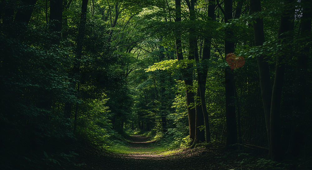 フリー素材 無料 写真｜日本の新緑の日本の森の道 春のやわらかな光と緑が映えるデザイン向け風景｜資料・LPの背景に使いやすい