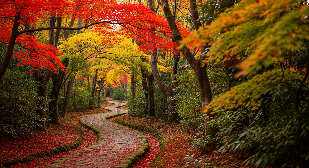フリー素材 無料 写真｜紅葉の日本の森 小道と暖色の葉が美しい資料やバナー向け風景素材｜Webデザインの挿し絵に便利