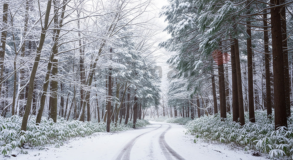 フリー素材 無料 写真|冬の日本の林道 うっすら雪が積もる静かな森の資料向け横長風景|文字入れしやすい自然背景